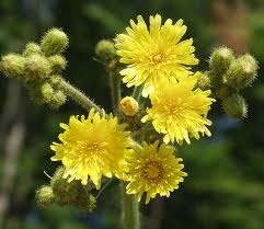 The flowers of the marsh sow-thistle (Sounchus palustris)