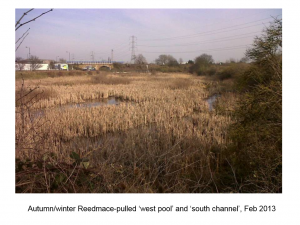 reedmace Thames Road