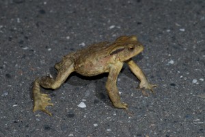 20080903_082 盤古蟾蜍警戒中 Taiwan Common Toad on alert