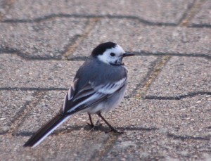 Pied Wagtail - a large roost found in Bexley.