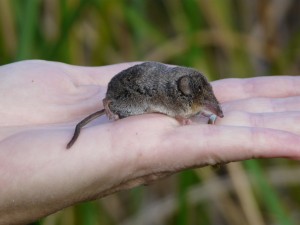 shrew
