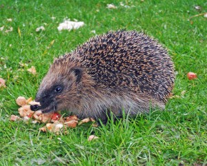 Hedgehog scavenging