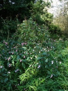 Himalayan Balsam - pretty, but it shades out native wildflowers.