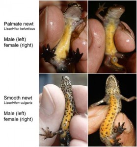 Photo guide to the bellies and feet of the two smaller newts put together by WShropshire Amphibian and REptile Group.