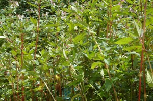 Himalayan Balsam; an introduced invasive plant species