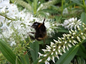 Buff-tailed Bumble Bee