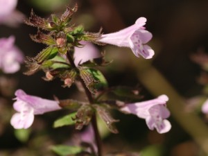 Lesser Calamint