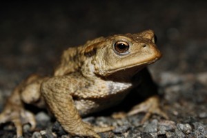 Common toad