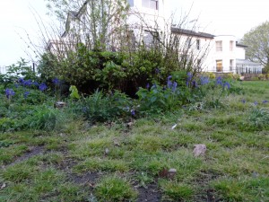 Remnant Bluebell population in the grounds of Hurst Community Centre, April 2014