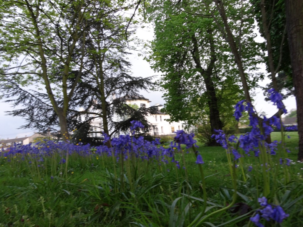 Remnant Bluebell population in the grounds of Hurst Community Centre, April 2014