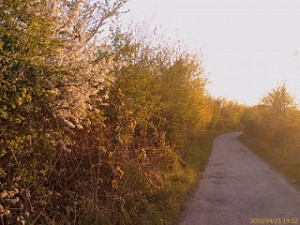 Moat Lane, Crayford Marshes, on a sunny evening back on the 23rd April 2010. The substantial English Elm 'hedge' where the White-letter Hairstreaks were found is on the left (south) side