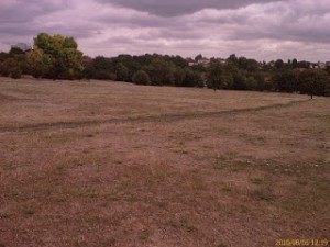 The heavily mown 'amenity grassland' of the former Pitch and Putt course by Bursted Wood, Barnehurst, quite unnecessarily leaves far too little for our declining Bees to feed on