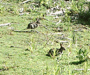 Motion-sensor camera trap picture of Rabbits at Thames Road Wetland 