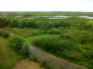 View out over the reserve enjoyed by RSPB Rainham's visitor centre staff