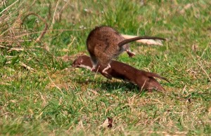 Rat gets better of Weasel at Crossness. Picture by Richard Spink.