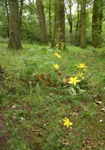 Slender St. John's-wort (Hypericum pulchrum) has vanished from several local woods, but seedlings are doing well at Martens Grove this year. (Photo Chris Rose)