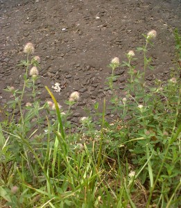 Hare's-foot Clover, a rare London plant, can be found in numbers at some sites in Bexley, but this colony that has been by Albion Road in Bexleyheath for some years now is, perhaps,  a bit more surprising.