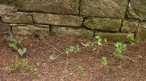 Black Bryony growing by a gate to the Old English Garden at Danson Park, would be easy to overlook as at this size it looks very much like Bindweed