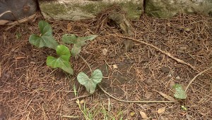 Closer view of the larger leaves