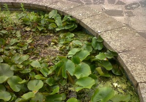 Amphibians breed in the pond, but cannot get out again and drown. A few may be able to climb out using the waterlily leaves, but in practice this appears not to be happening.  