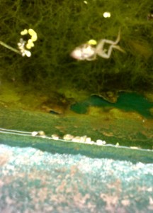 A rather poor mobile phone cam photo showing a most likely  drowned Froglet in the English Garden pond. They can be caught, lifted out and moved elsewhere pending a permanent fix, such as installing  some kind of exit ramps. 
