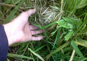 This first Harvest Mouse nest was found at Thames Road Wetland in 2014 (Photo: Chris Rose)