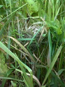 This Harvest Mouse nest found at Thames Road Wetland is only the second confirmed record on the species in the Borough