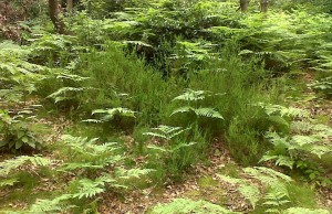 Heather patch prior to weeding out Bracken