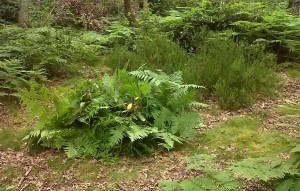 Removed material piled up by 'weeded' Heather patch