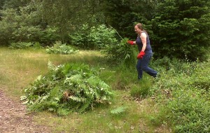 Kim Ilsey clears Bracken on the heathland 