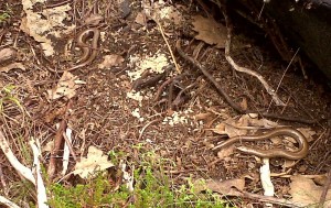 Slow worms, a kind of legless lizard, were found in the woodland