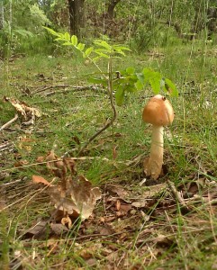 The fairly moist ground conditions had brought out a few fungi, like this one under a Rowan seedling