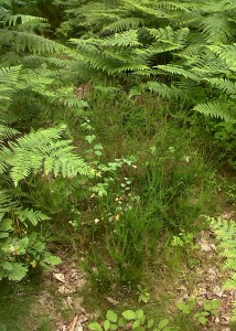 Birch seedling coming up amongst heatheri 