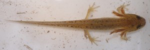This probable Smooth Newt larva, with its four legs already well grown, will soon absorb its gills and metamorphose into an air-breathing, land living animal. (Photo Martin Petchey).