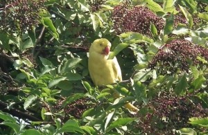 Mike robinson took this shot of the bird sitting pretty amongst the myriad of black Elder berries.