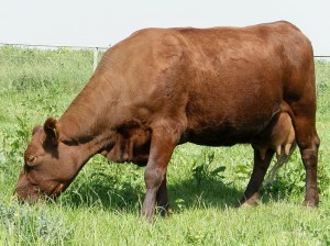 Red Poll Cow