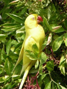 This yellow form of the Ring-necked Parakeet, feeding on Elder at Crossness, is likely to be an escaped cage bird.  (Photo: James Hudson).  