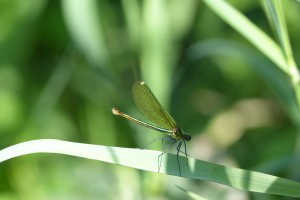 Female Banded Demoiselle. (Photo: Ralph Todd).