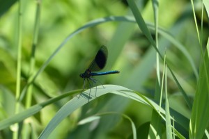 Male Banded Demoiselle. (Photo: Ralph Todd).