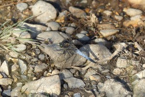 Male Black-tailed Skimmer, exhibiting  the typical behaviour of resting on bare ground close to a waterbody. (Photo: Ralph Todd).  