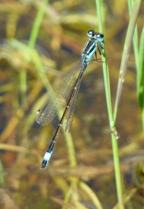 Blue-tailed damselfly at Foots Cray Meadows. This image nicely illustrates the bi-coloured pterostigma in this species (the small coloured cell near the end of the wing, on the leading  edge). (Photo: Ralph Todd).