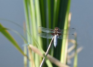 Male Broad-bodied Chaser. This species is quick to colonise new ponds like those recently created on the meadows.  (Photo: Ralph Todd).