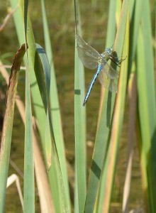 A male Emperor Dragonfly takes a break from patrolling a pond at Foots Cray Meadows. (Photo: Ralph Todd).