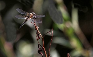 Four-spotted Chaser at Foots Cray Meadows - a new site record for a species that is uncommon across Kent, particularly in the west, and is more typically found around acid waters than the chalk of the Cray. (Photo: Ralph Todd).  