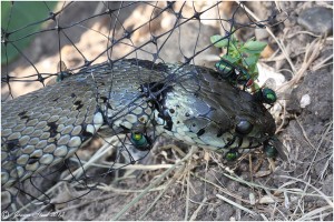 This Grass Snake on a Bexley allotment site died after becoming trapped in loose plastic netting. (Photo: Jason Steel, Kent Reptile and Amphibian Group) . 