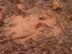 A Beewolf by Barnehurst's Bursted Woods ..... Note the distinctive white face. (Photo: Chris Rose)