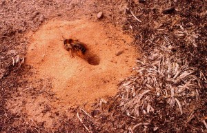 Three-quarter rear view of female showing dense hairs on hind legs, used as 'paddles' to excavate sand from nest holes. (Photo: Chris Rose).