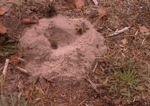 Female 'paddling' backwards to push more sand out of and away from the nest hole