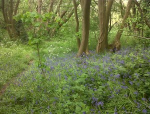 Churchfield Wood in spring is full of native Bluebells, Wood Anemone and Greater Stitchwort. Traffic thundering past on yet another major road would destroy the tranquility of the wood.