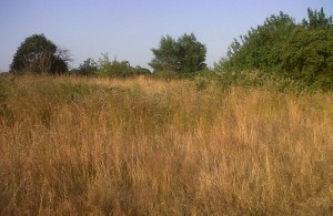 Valuable scrub and long grass habitat at East Wickham Open Space